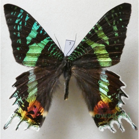 Chrysiridia rhipheus (Drury, 1773) Madagascar 69mm5